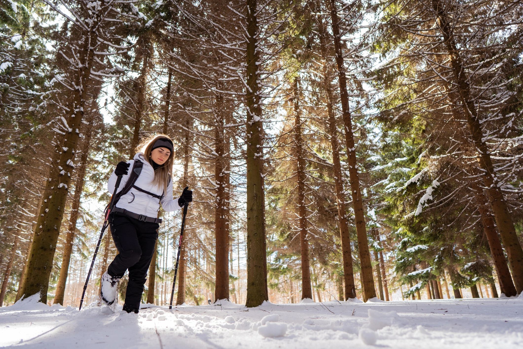 Nordic trail through a snowy forest