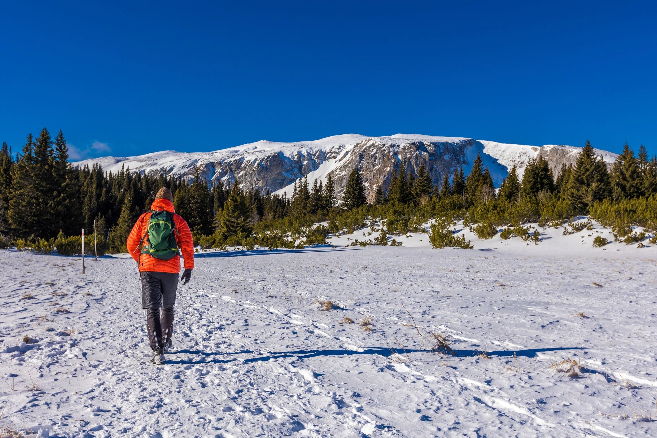 Nordic skier on a winter trail
